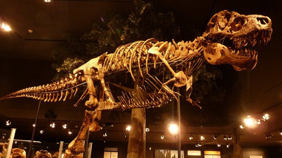 Museum of the Rockies